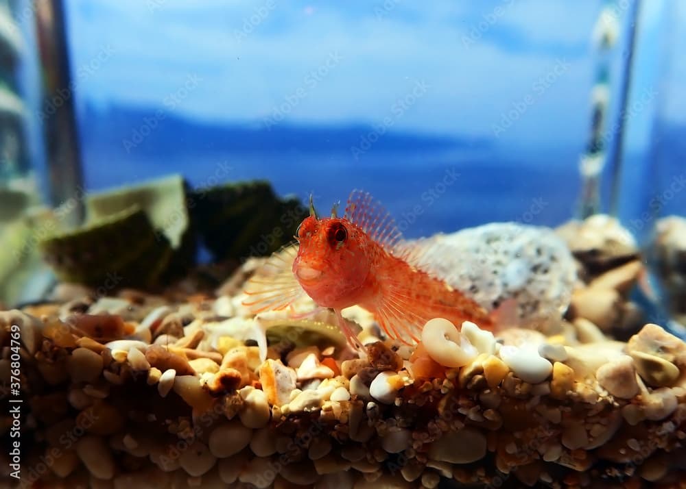 Zvonimirs blenny, Mediterranean fish - (Parablennius zvonimiri) 