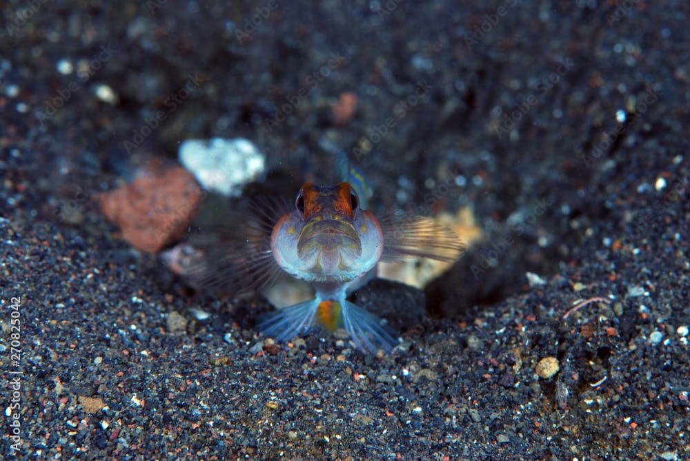 Flagtail Shrimpgoby (Amblyeleotris yanoi) live together with Randall's snapping shrimp (Alpheus randalli). Underwater symbiosis. Tulamben, Bali, Indonesia. 