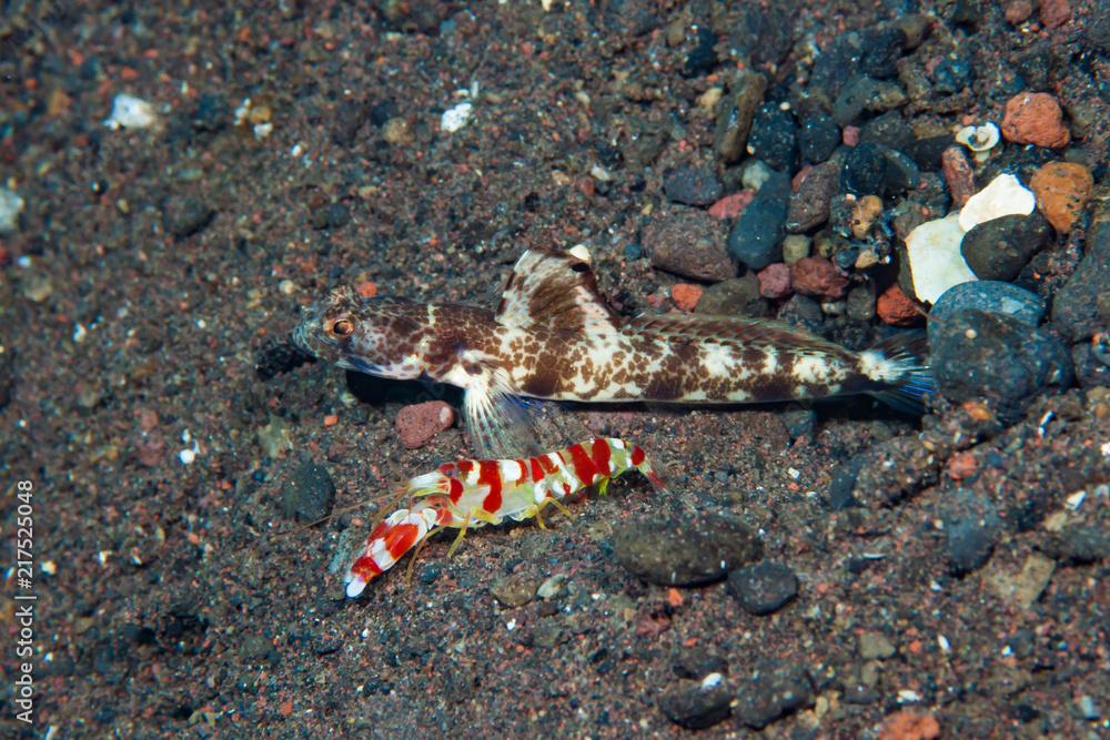 Mottled shrimp-goby Tomiyamichtys oni