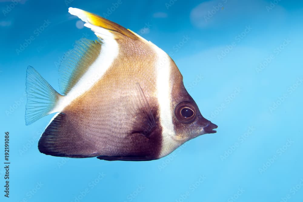 Phantom Bannerfish (Heniochus pleurotaenia)