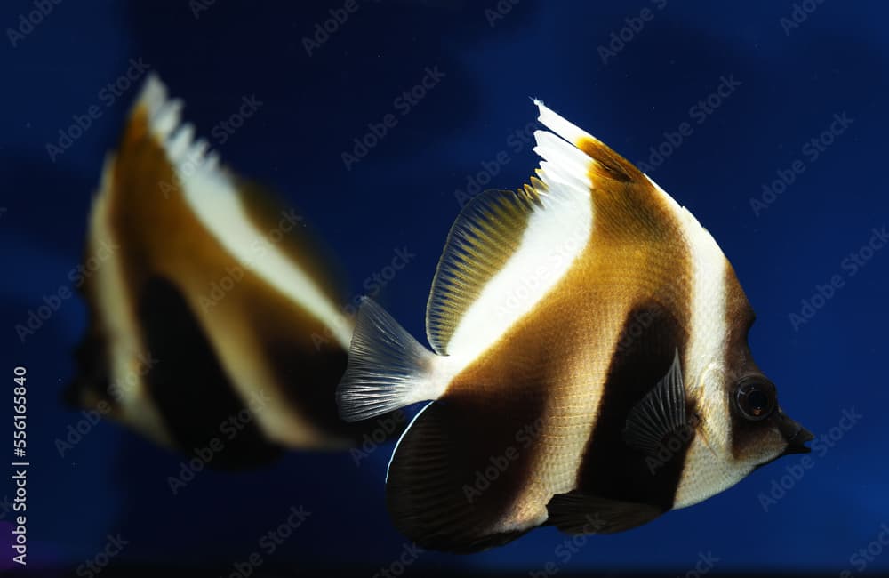 Phantom Bannerfish (Heniochus pleurotaenia) swimming in pair 