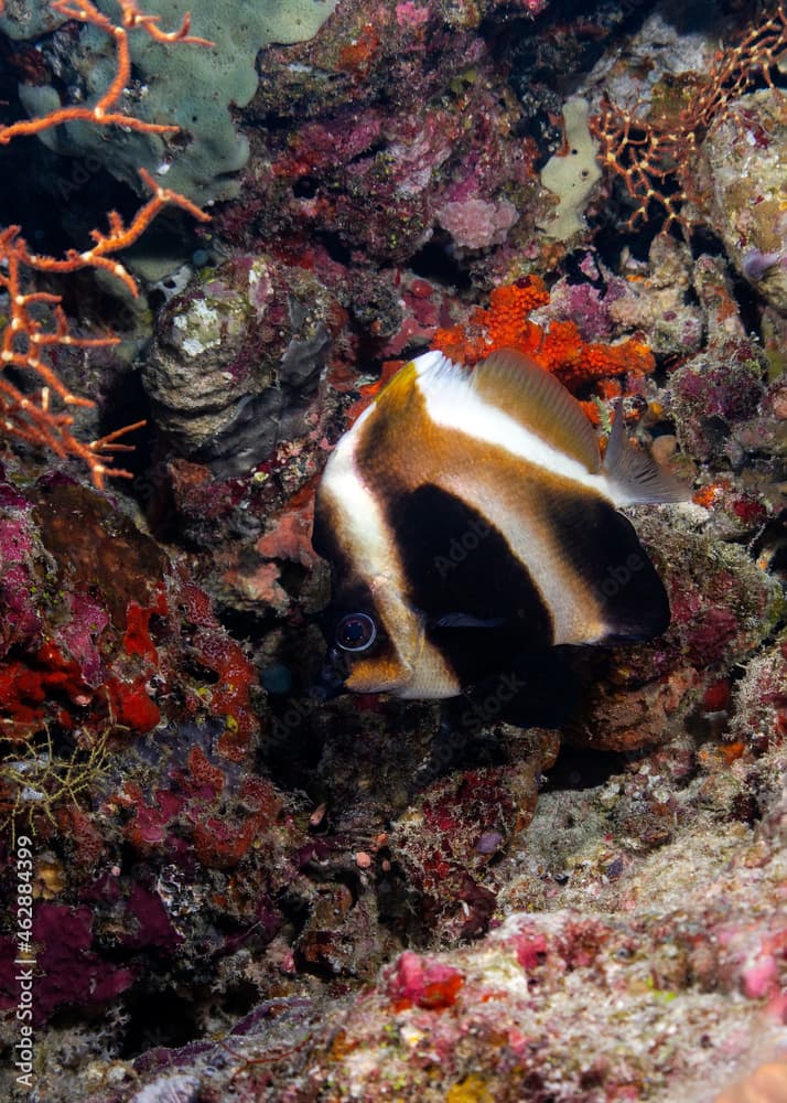 Phantom bannerfish Heniochus pleurotaenia, in Maldives