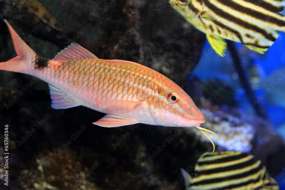 Whitesaddle goatfish (Parupeneus ciliatus) in Japan