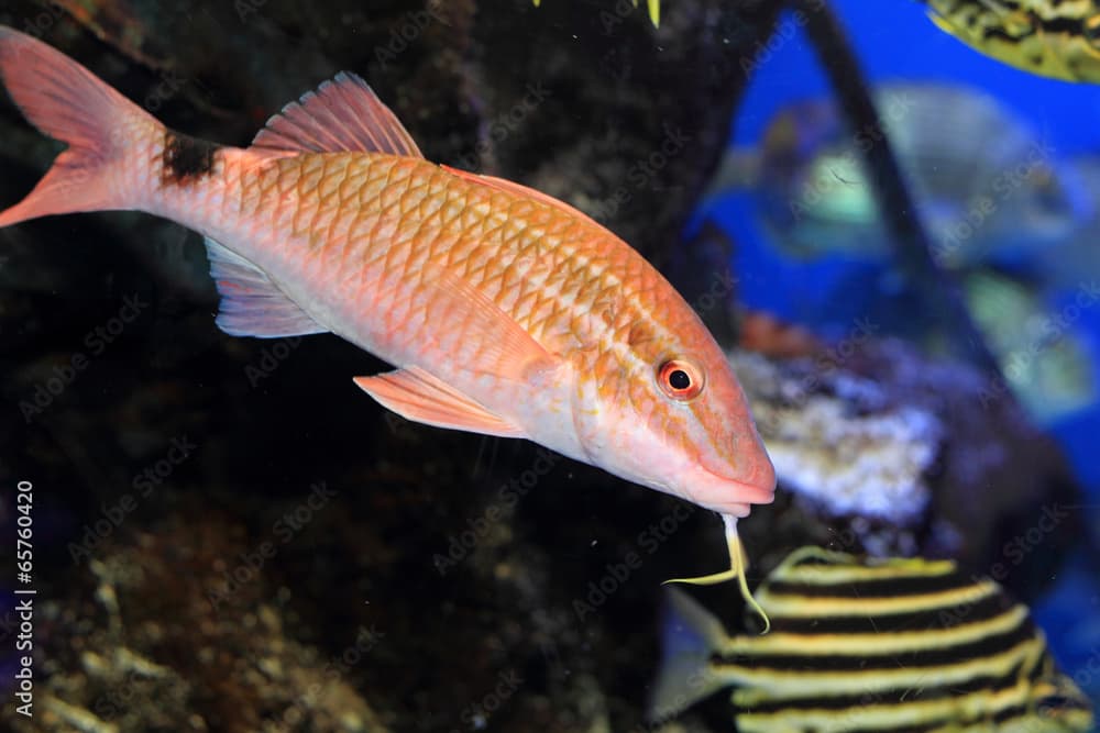 Whitesaddle goatfish (Parupeneus ciliatus) in Japan