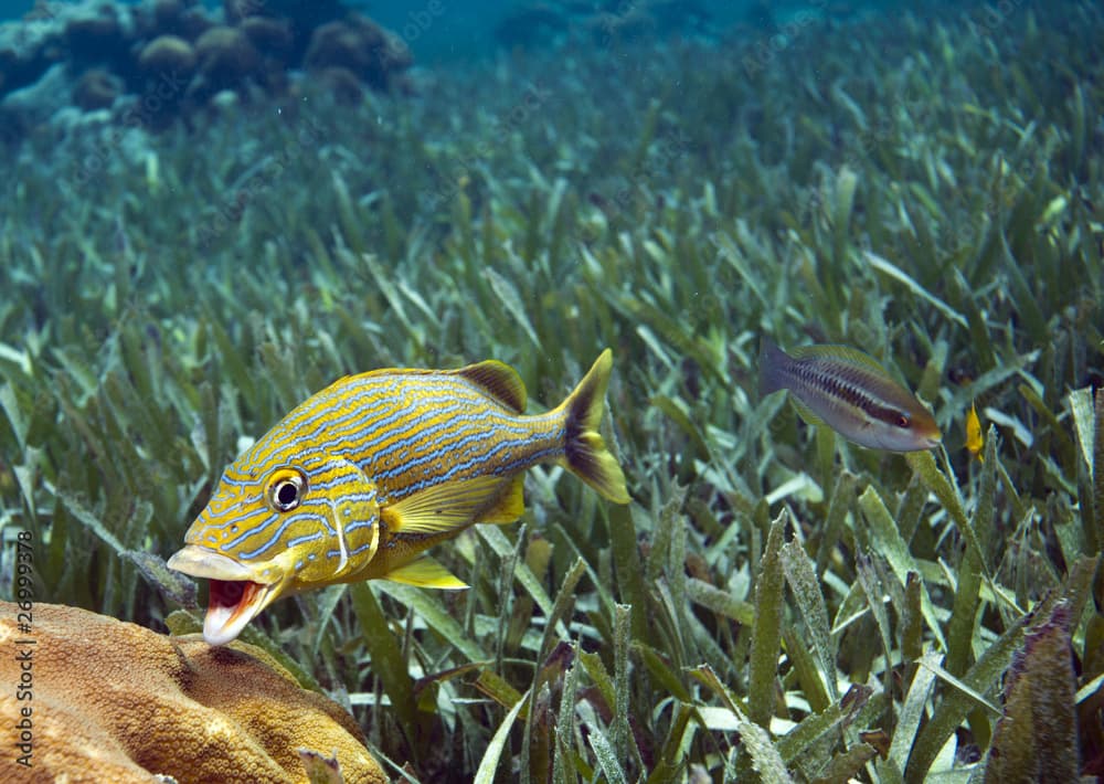 Bluestriped grunt (Haemulon sciurus)