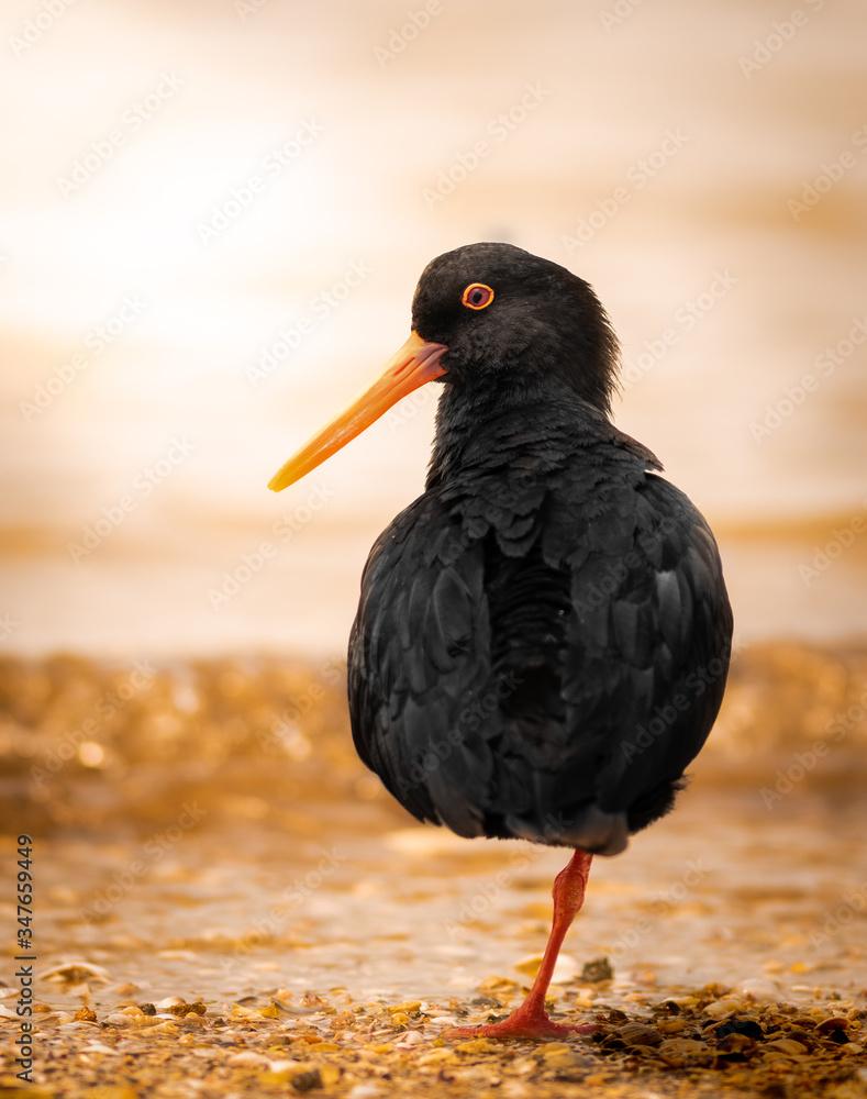 Variable oystercatcher during sunset on a New Zealand beach