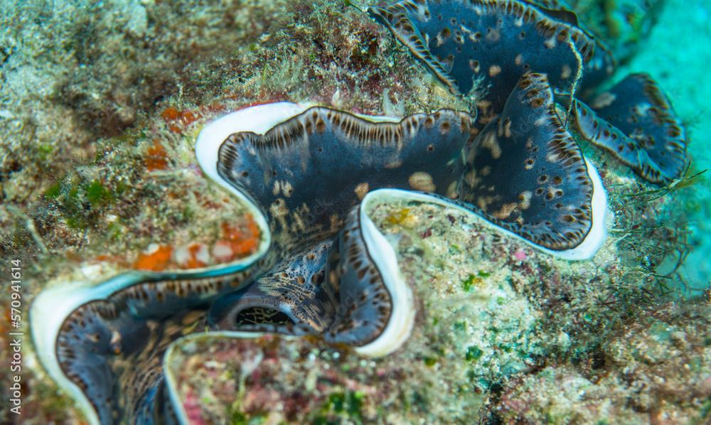 Giant mussel, Mauritius, Indian ocean