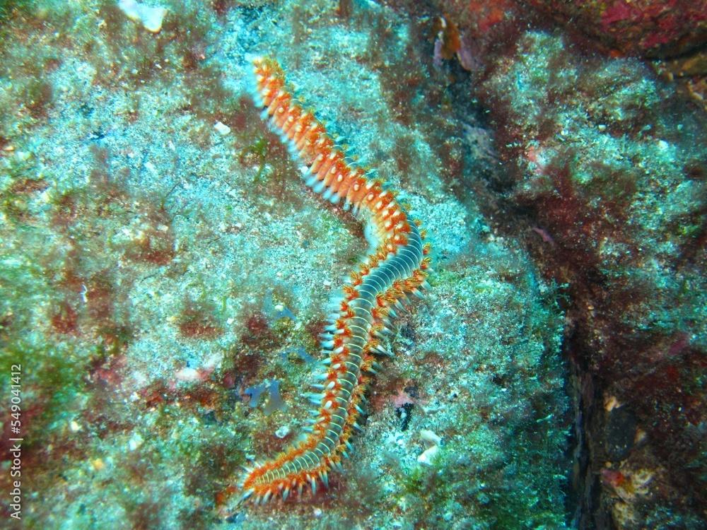 Red Poison Worm in in the Atlantic Ocean – Tenerife 