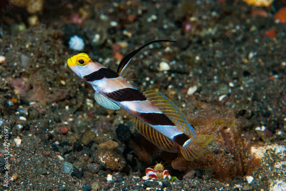 Black-rayed shrimp-goby Stonogobiops nematodes