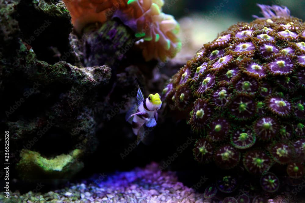 Long fin goby fish in reef aquarium