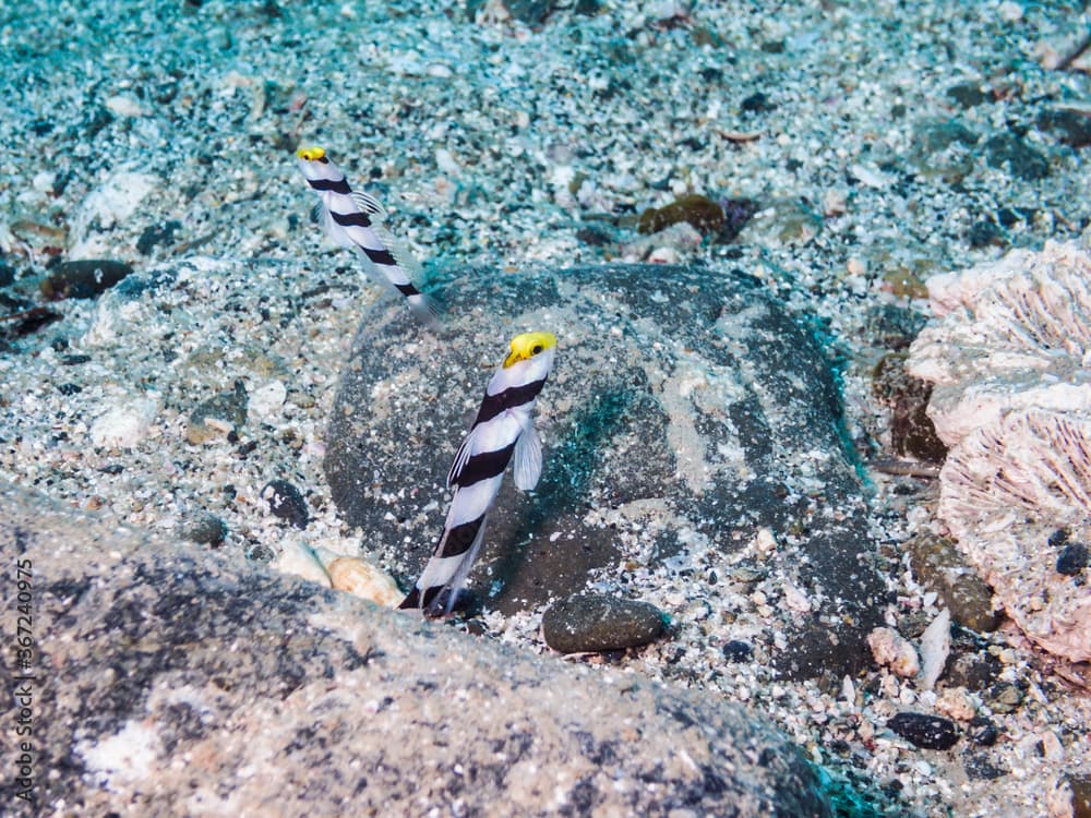 Filament-finned prawn-goby watching outside from the nest hole. Science name: Stonogobiops nematodes Hoese & Randall, 1982	