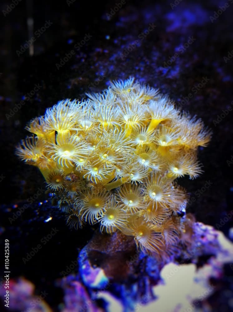 Yellow polyps