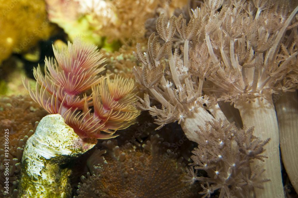 Hard Tube Worm, Protula Bispiralis