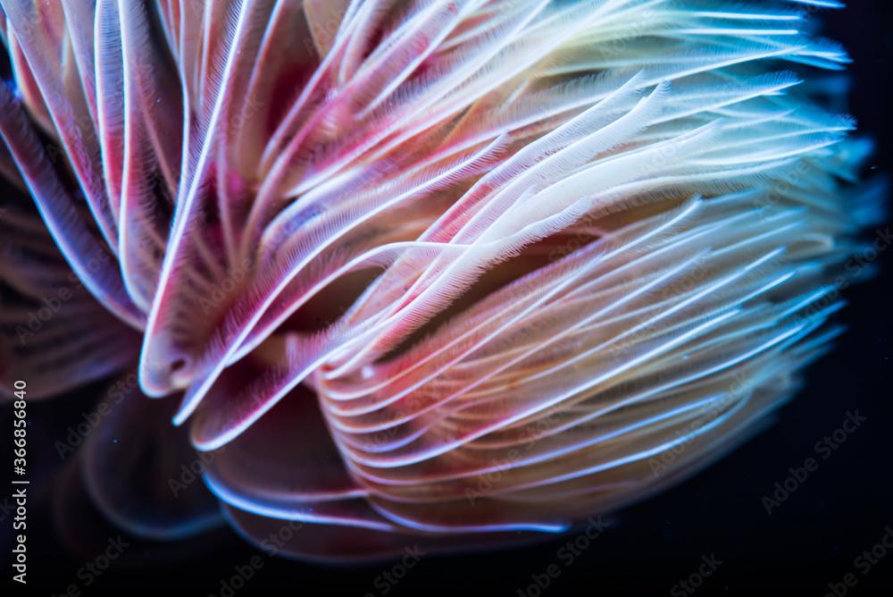 Red fanworm or Hard tube coco worm. Science name: Protula bispiralis (Savigny, 1822). close-up. Owase, Mie, Japan	
