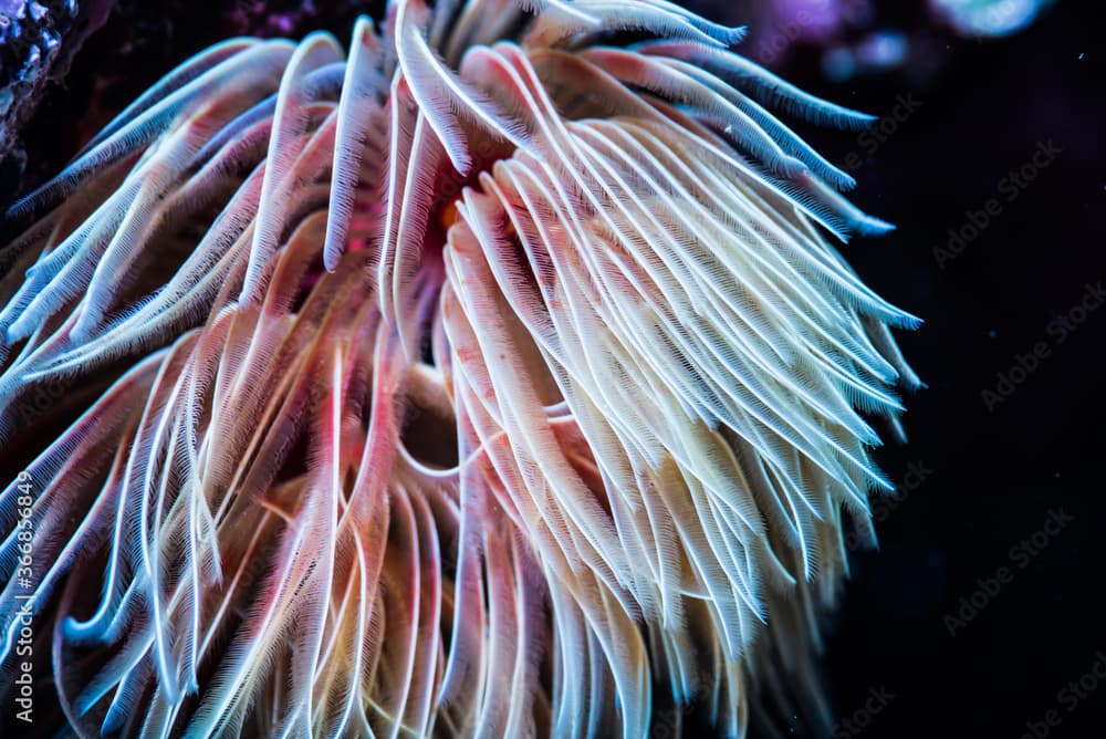 Red fanworm or Hard tube coco worm. Science name: Protula bispiralis (Savigny, 1822). close-up. Owase, Mie, Japan	
