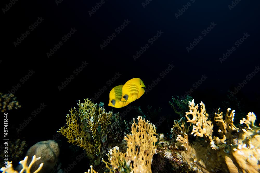 Masked angelfish · Genicanthus personatus · Reeflings Library