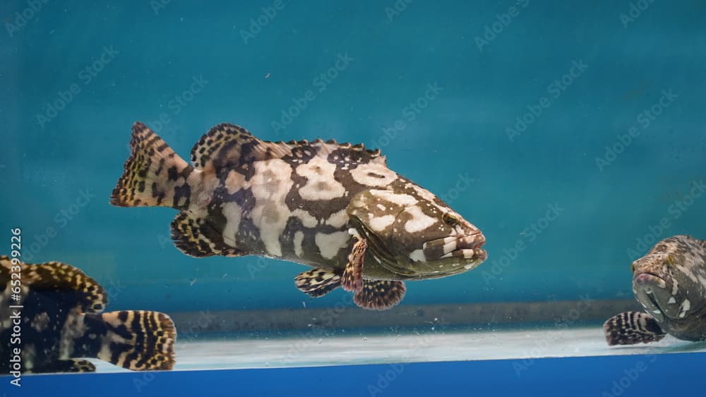 Camouflage grouper fish (Epinephelus polyphekadion)|石斑魚