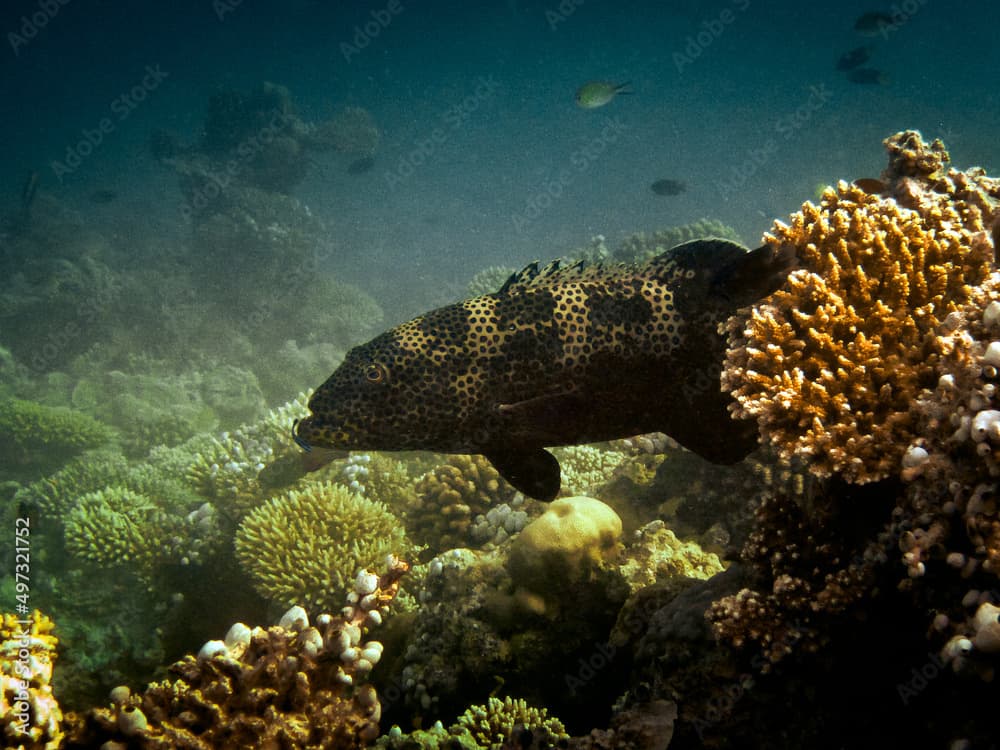 Snout-spots Grouper - Epinephelus Polyphekadion - Camouflage Grouper