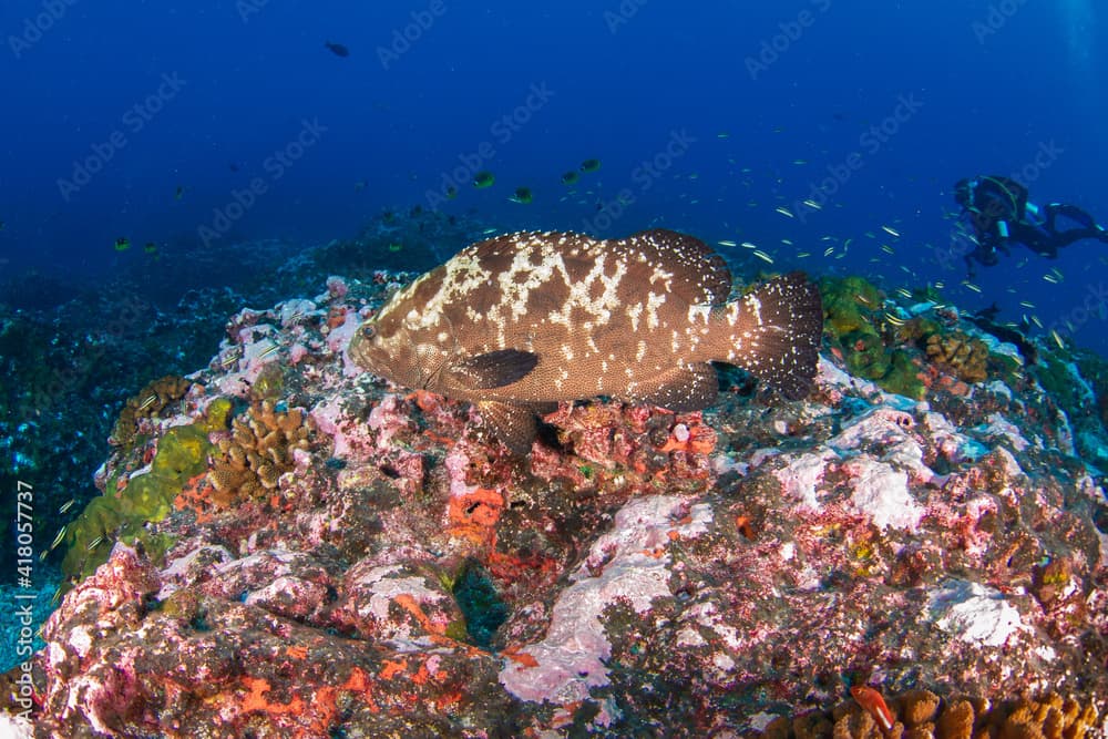 Camouflage grouper in a coral reef (Rangiroa, Tuamotu Islands, French Polynesia in 2012)