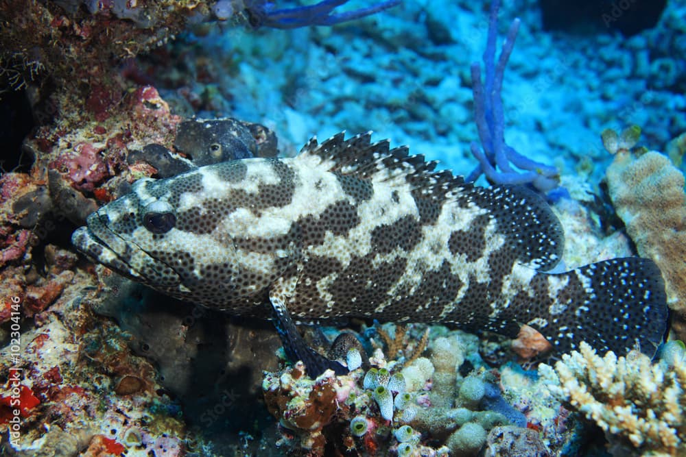 Camouflage grouper fish (Epinephelus polyphekadion) 