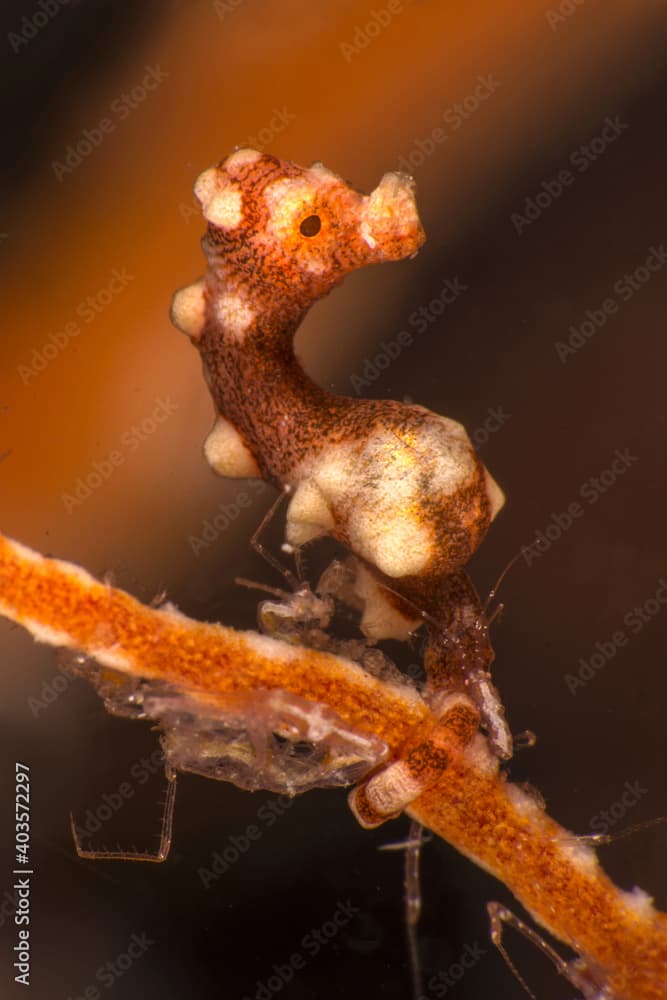 Denise's pygmy seahorse (Hippocampus denise). Underwater macro photography from Romblon, Philippines