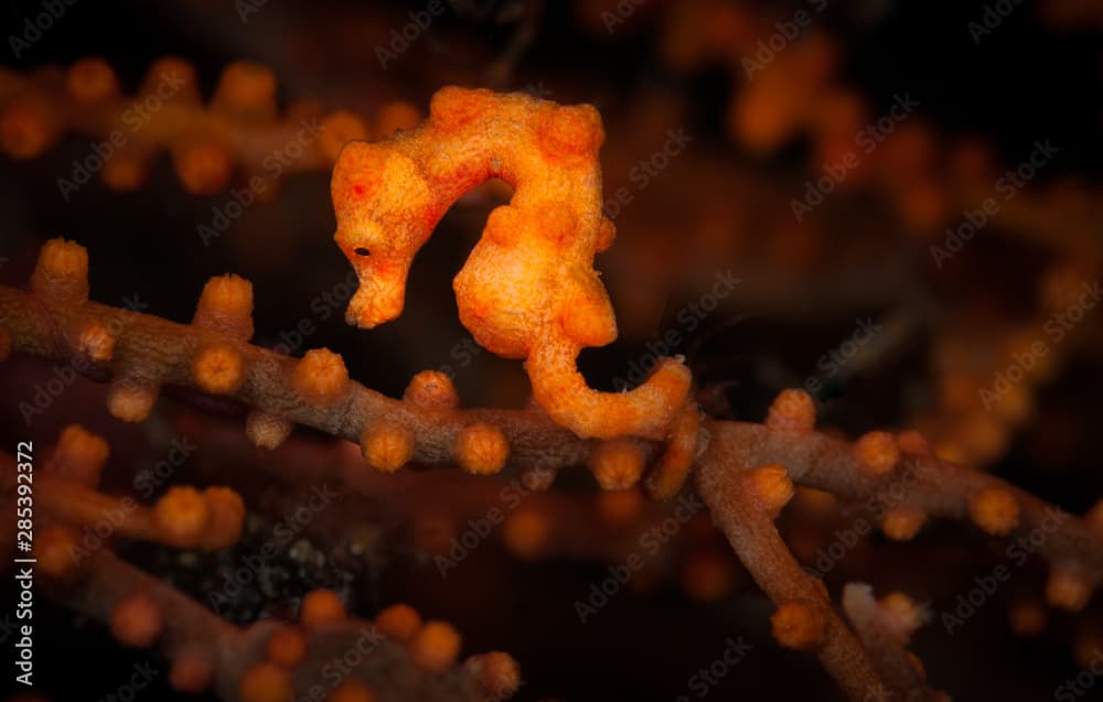 A pygmy seahorse (Hippocampus Denise) on the Nudi Retreat 2 divesite, Lembeh Straits, North Sulawesi, Indonesia