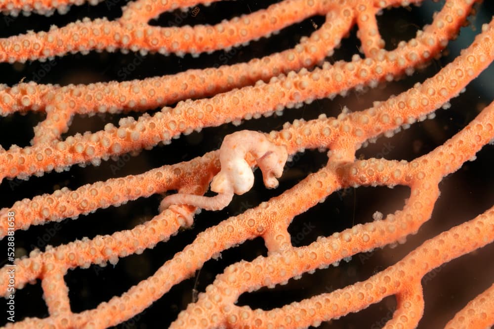 Pygmy seahorse, Hippocampus denise, Raja Ampat Indonesia