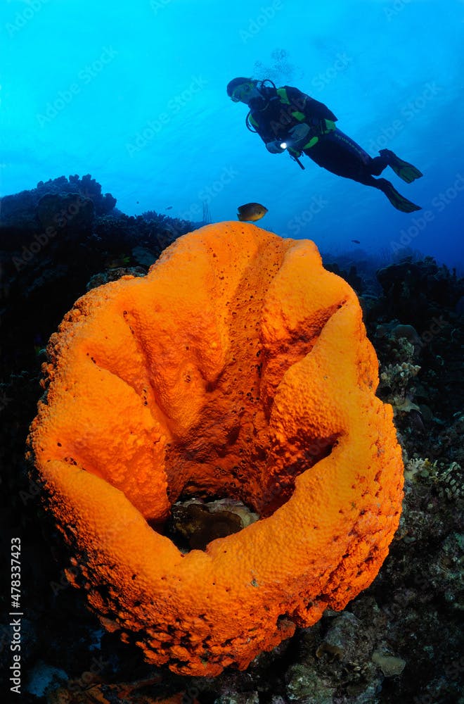 Scuba diver swims over giant elephant ear sponge, Bonaire Island, Netherlands Antilles, Caribbean