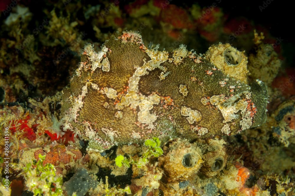 Commerson's frogfish or the giant frogfish, Antennarius commerson