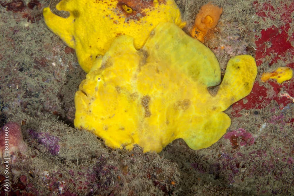 Commerson's frogfish or the giant frogfish, Antennarius commerson