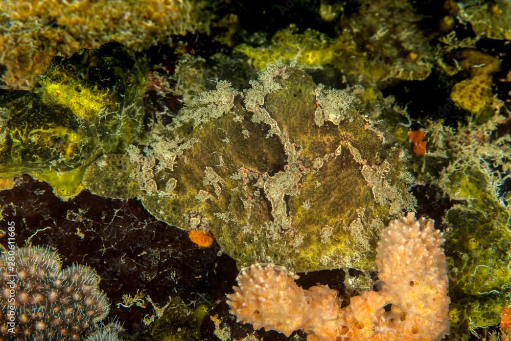 Giant frogfish - Antennarius commerson