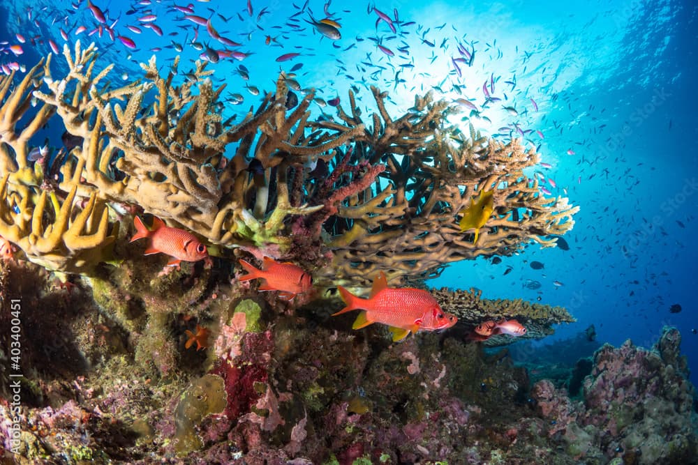 Aqua Blue Staghorn Acropora Coral Colony main image 0