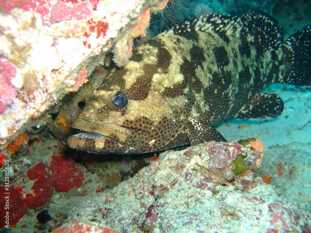 Malabar grouper (Epinephelus malabaricus), Maldives