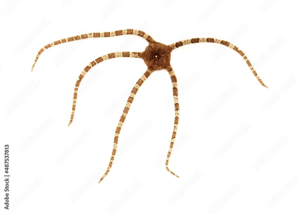 Fauna of Atlantic ocean around Gran Canaria - Ophioderma longicaudum brittle star isolated on white background
