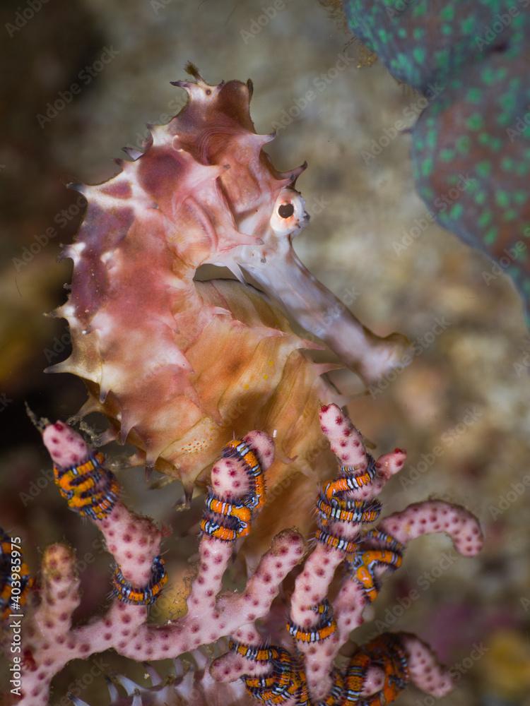 Thorny seahorse on a seafan (Mergui archipelago, Myanmar)