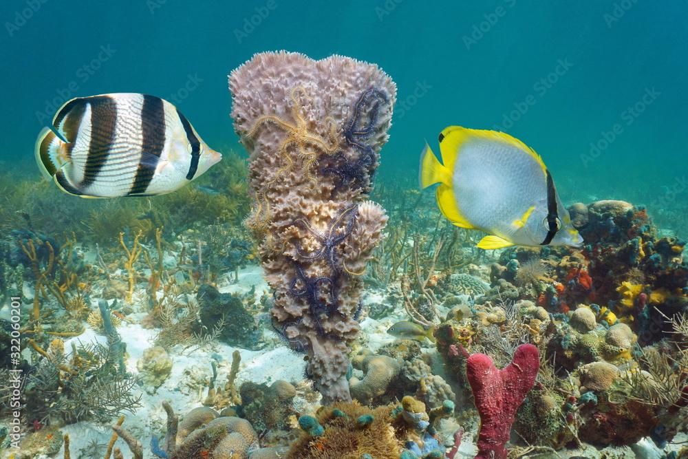 Caribbean sea marine life, butterflyfish with sponge and brittle stars underwater in a coral reef