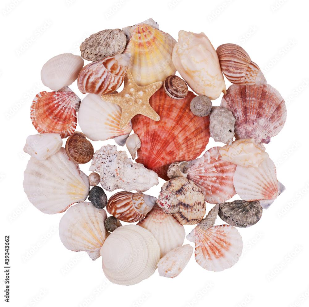 Handful of seashells and starfish