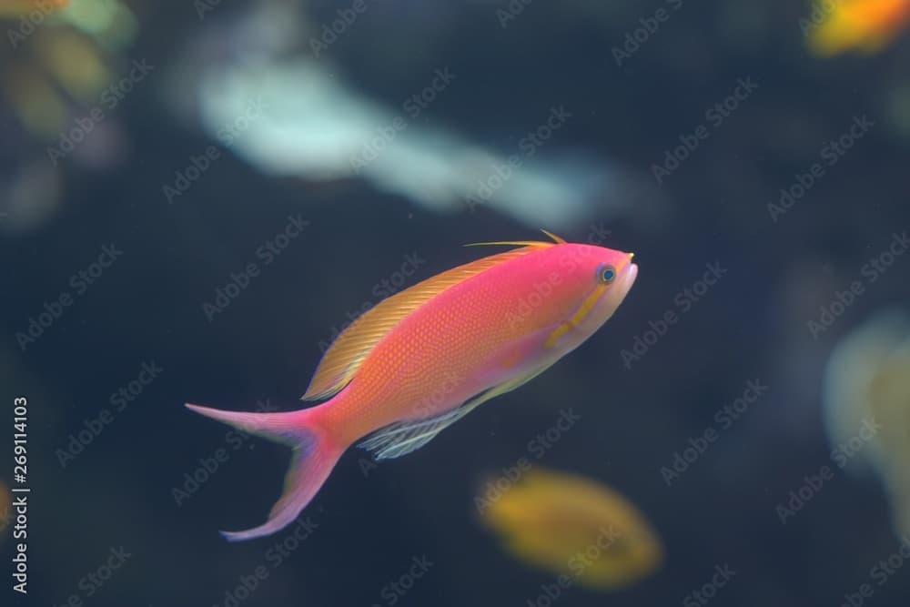 View of Nemanthias tropical reef fish