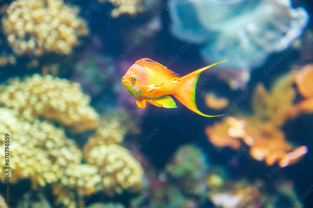 Threadfin anthias Nemanthias carberryi fish underwater