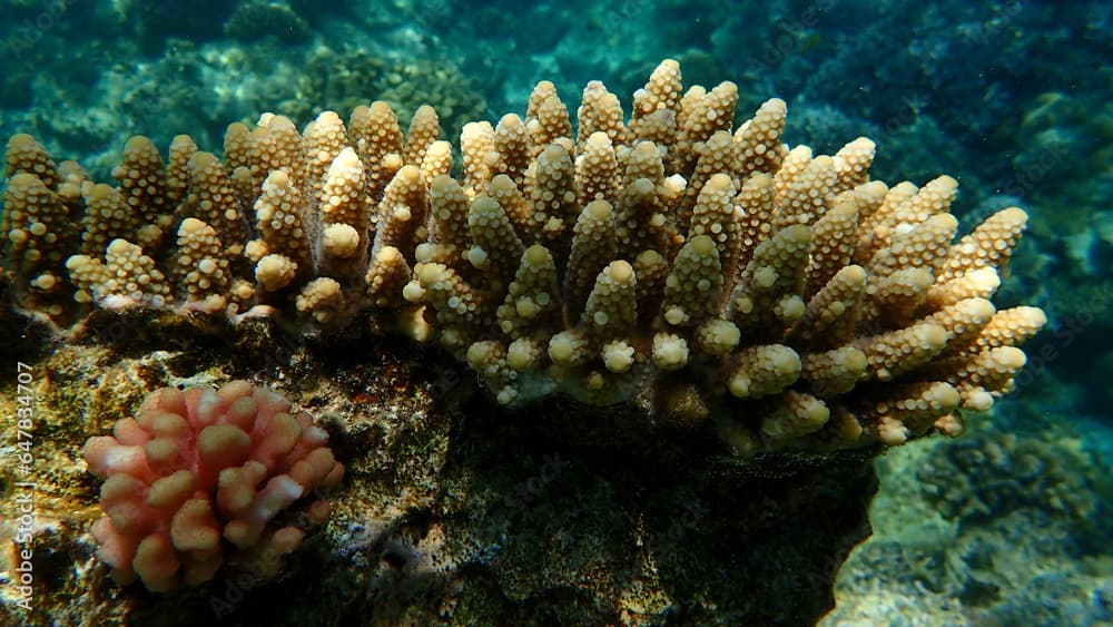 Polyp stony coral finger coral (Acropora humilis) undersea, Red Sea, Egypt, Sharm El Sheikh, Nabq Bay