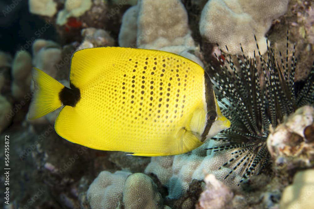 Bright yellow, Hawaiian endemic millestseed butterfly fish (Chaetodon miliaris) swimming along the coral finding a banded sea urchin (Echinosloth calamaris); Maui, Hawaii, United States of America