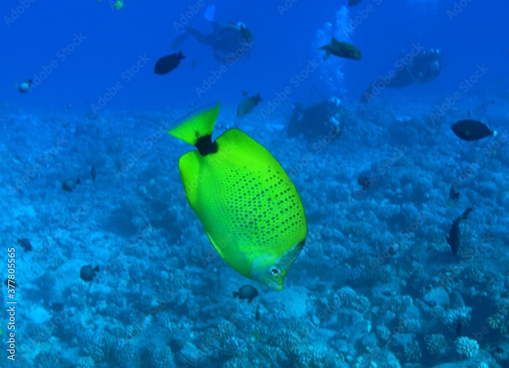 Milletseed Butterfly Fish at Molokini, Hawaii.