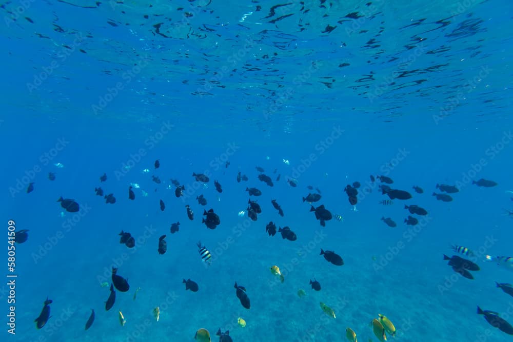 School of fish swimming in sea