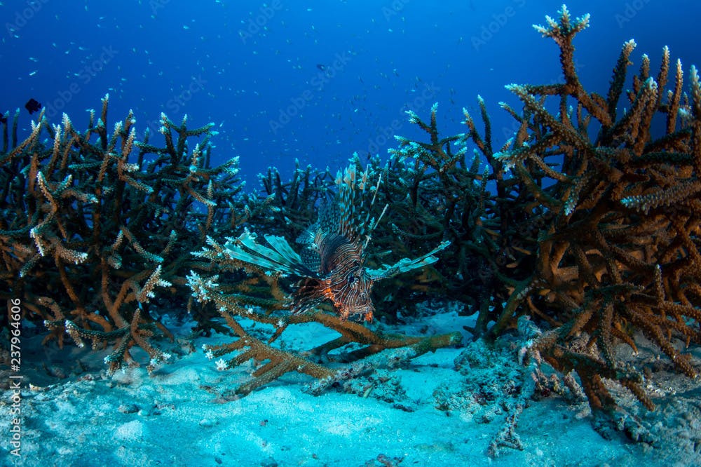 Lionfish hiding in Robust staghorn coral reef in Andaman sea 
