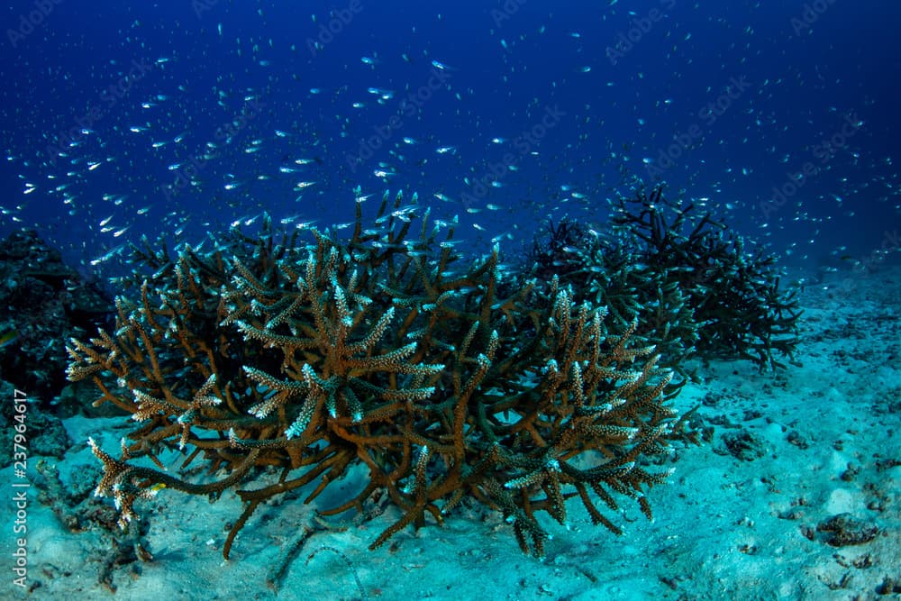 Robust staghorn coral reef covered with shoal of Glassfish in Andaman sea 