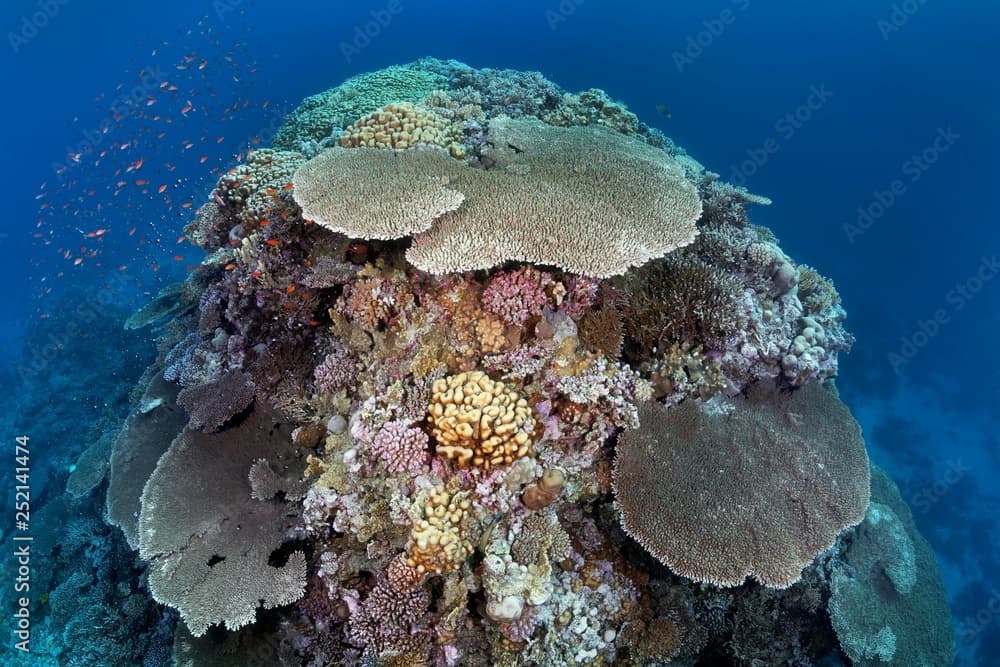 Large coral block with Steinkoralle sp. (Acropora robusta) and other stone corals (Hexacorallia), Red Sea, Egypt, Africa