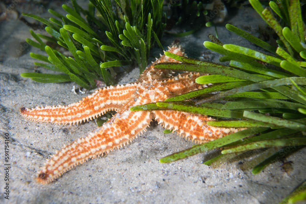 A Spiny sea star (Marthasterias glacialis) on the ocean bottom surrounded by some seagrass