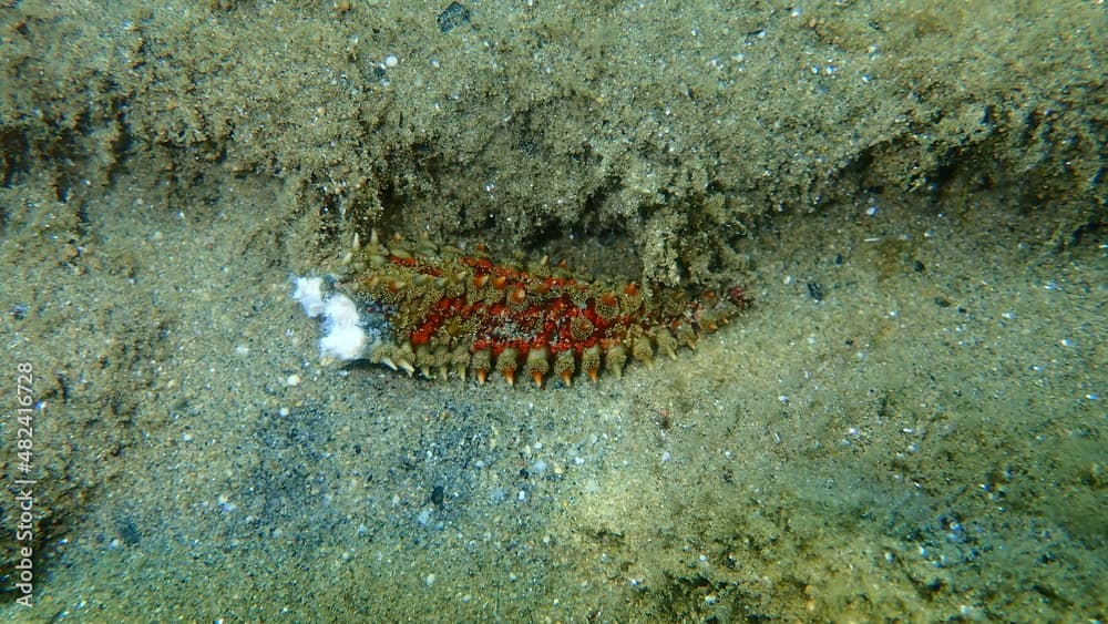 Arm of dead spiny starfish (Marthasterias glacialis) on sea bottom, Aegean Sea, Greece, Halkidiki