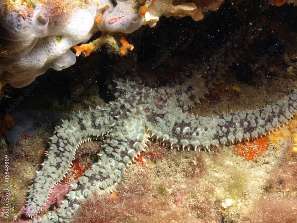 Marthasterias glacialis