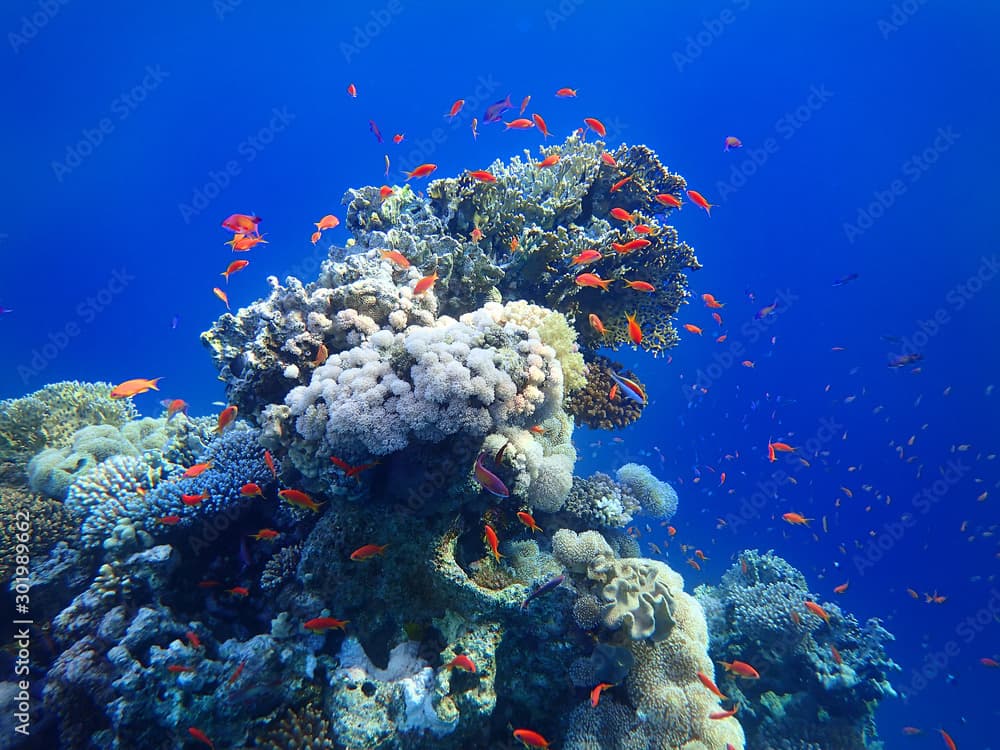 Colorful Tropical Fishes  In The Ocean. School Of Gold Fish In The Sea Near Coral Reef.